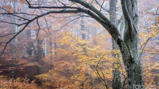 Imatges preses aquesta setmana per Falgués Fotografia