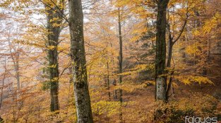 Imatges preses aquesta setmana per Falgués Fotografia