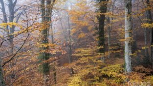 Imatges preses aquesta setmana per Falgués Fotografia