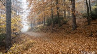 Imatges preses aquesta setmana per Falgués Fotografia