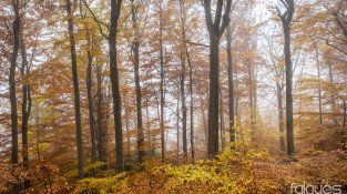 Imatges preses aquesta setmana per Falgués Fotografia