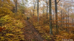 Imatges preses aquesta setmana per Falgués Fotografia