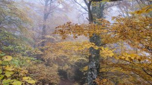 Imatges captades aquesta setmana per Falgués Fotografia