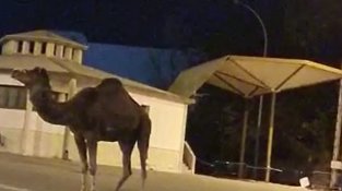 El dromedari a l'entrada del Portús