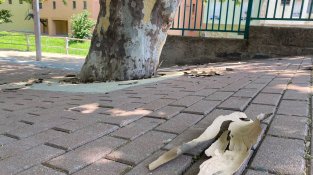 Els arbres del poble s'estan quedant pelats