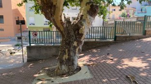 Els arbres del poble s'estan quedant pelats
