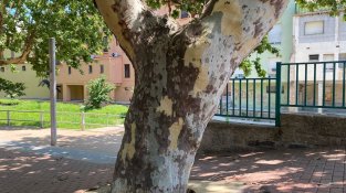 Els arbres del poble s'estan quedant pelats