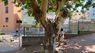 Els arbres del poble s'estan quedant pelats