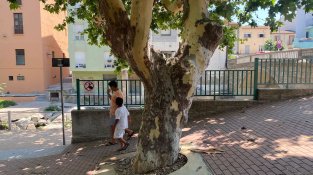 Els arbres del poble s'estan quedant pelats