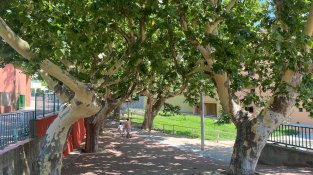 Els arbres del poble s'estan quedant pelats