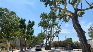 Els arbres del poble s'estan quedant pelats