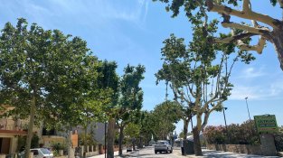 Els arbres del poble s'estan quedant pelats