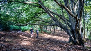 Fageda al vessant nord de l'Albera