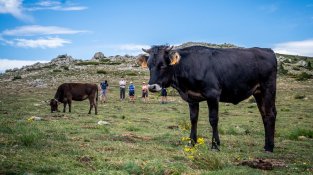 Les vaques de l'Albera, sempre atentes al que passa al seu entorn