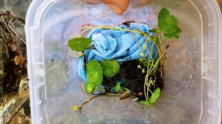 La replantació es va fer a principis de mes