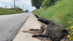 El 39% dels accidents a les carreteres gironines deriven de la irrupció de fauna salvatge a la calçada.