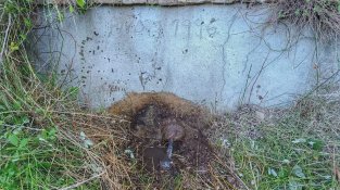 Rentador del Mas de la Comtessa