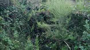 Font primitiva del Mas de la Comtessa