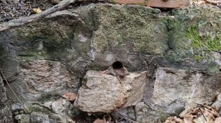 Antiga font de les Mimoses