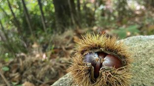 La Vajol és terra de castanyes