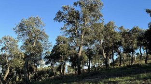Boscos de suro entre la Jonquera i Agullana