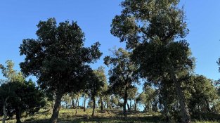 Boscos de suro entre la Jonquera i Agullana