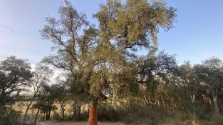 Alzina surera a Agullana