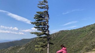 Pi roig d'esquenes a nord pels efectes de la Tramuntana