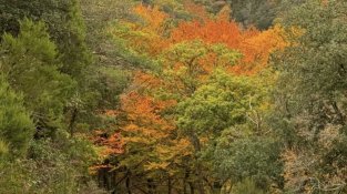 Bosc amb arbres caducifolis a Requesens