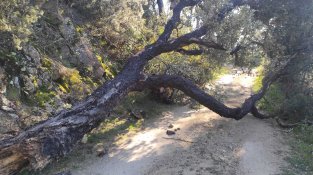 Activada l'alerta del pla Vencat per la previsió de ratxes de més de 90 km/h