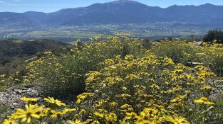 Seneci del Cap als entorns de Montmelús, dins el municipi de Ger, a la cerdanya
