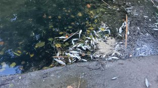 Apareixen una cinquantena de peixos morts al riu Llobregat