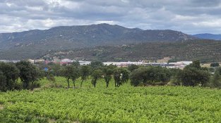 La DO Empordà preveu una verema amb una producció d'uns 8 milions de quilos