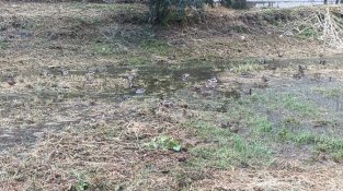 El Llobregat d'Empordà, amb desenes d'aneguets, al seu pas per la Jonquera aquest matí