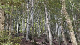La fageda pel vessant nord del Puig Neulós (Foto: IST).