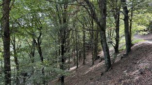 La fageda pel vessant nord del Puig Neulós (Foto: IST).
