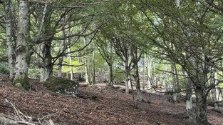 La fageda pel vessant nord del Puig Neulós (Foto: IST).