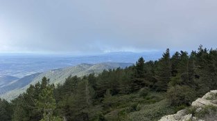 Bosc de pi al Roc dels Tres Termes