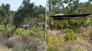 Tres detinguts i desmantellada una plantació de marihuana a la Jonquera