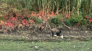 Una família de senglars s’estableix al curs urbà del riu Llobregat