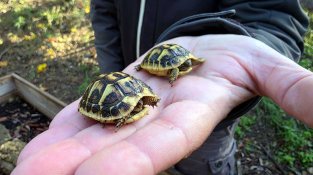 Estudis indiquen que l'espècie, que està en perill d'extinció, s'està expandint fora dels nuclis principals