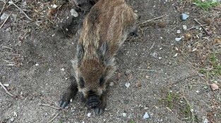 Un senglar jove, sol i habituat als humans, genera preocupació entre els veïns de La Jonquera