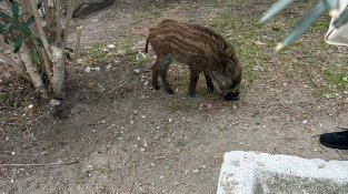 Un senglar jove, sol i habituat als humans, genera preocupació entre els veïns de La Jonquera
