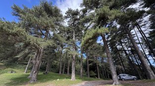 La curiositat forestal del Coll de l’Ullat: un bosc cors al cor de l’Albera