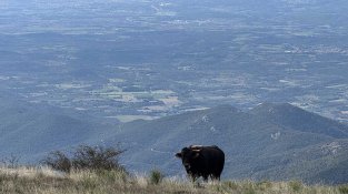 Una vaca pastura a la carena del Puig Neulós