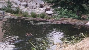 Torna la família de senglars del Llobregat urbà: ara ja són tres adults i quatre cries