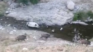 Torna la família de senglars del Llobregat urbà: ara ja són tres adults i quatre cries