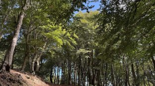 Fageda del vessant nord del Puig Neulós
