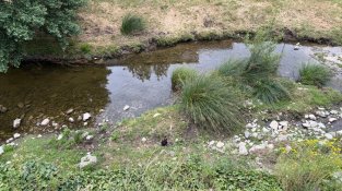 El conill negre del Llobregat, la nova estrella del zoològic natural de la Jonquera
