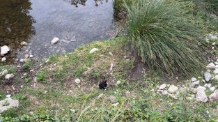 El conill negre del Llobregat, la nova estrella del zoològic natural de la Jonquera